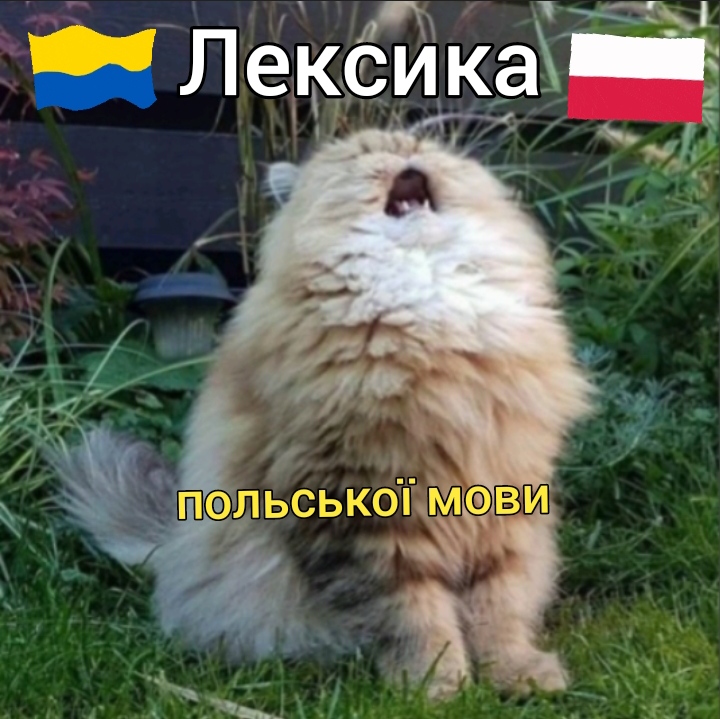 Лексика польської мови: з чого почати і як структурувати навчання